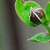 Clematis 'Fascination', flowers