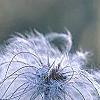 Clematis glauca, fruit