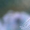 Clematis glauca, fruit