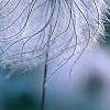 Clematis glauca, fruit