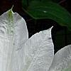 Clematis x 'Henryi', flowers