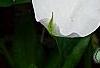 Clematis x 'Henryi', flowers