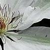 Clematis x 'Henryi', flowers