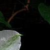 Clematis x 'Henryi', flowers