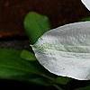 Clematis x 'Henryi', flowers
