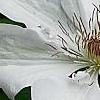 Clematis x 'Henryi', flowers