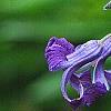 Clematis heracleifolia 'China Purple', flowers