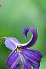 Clematis heracleifolia 'China Purple', flowers