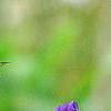 Clematis heracleifolia 'China Purple', flowers
