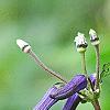 Clematis heracleifolia 'China Purple', flowers