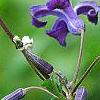Clematis heracleifolia 'China Purple', flowers