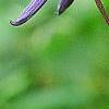 Clematis heracleifolia 'China Purple', flowers