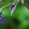 Clematis heracleifolia 'China Purple', flowers