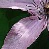 Clematis 'Hagley Hybrid', flowers
