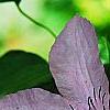 Clematis 'Hagley Hybrid', flowers
