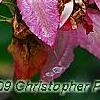 Clematis 'Hagley Hybrid', flowers