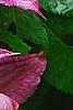 Clematis 'Hagley Hybrid', flowers