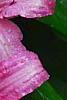 Clematis 'Hagley Hybrid', flowers