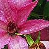 Clematis 'Hagley Hybrid', flowers