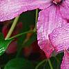 Clematis 'Hagley Hybrid', flowers