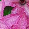 Clematis 'Hagley Hybrid', flowers