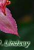 Clematis 'Hagley Hybrid', flowers