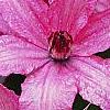 Clematis 'Hagley Hybrid', flowers