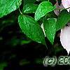 Clematis 'Hagley Hybrid', flowers