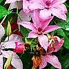 Clematis 'Hagley Hybrid', flowers
