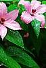 Clematis 'Hagley Hybrid', flowers
