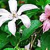 Clematis 'Hagley Hybrid', flowers