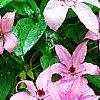 Clematis 'Hagley Hybrid', flowers