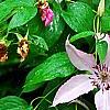 Clematis 'Hagley Hybrid', flowers