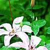 Clematis 'Hagley Hybrid', flowers