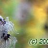 Clematis heracleifolia, fruit