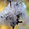 Clematis heracleifolia, fruit