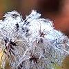 Clematis heracleifolia, fruit