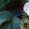 Clematis x 'Huldine', flowers