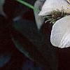 Clematis x 'Huldine', flowers