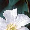 Clematis x 'Huldine', flowers