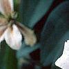 Clematis x 'Huldine', flowers