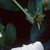 Clematis x 'Huldine', flowers