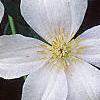 Clematis x 'Huldine', flowers