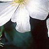 Clematis x 'Huldine', flowers