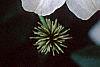 Clematis x 'Huldine', flowers