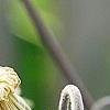 Clematis integrifolia, flowers