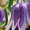 Clematis integrifolia, flowers