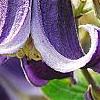 Clematis integrifolia, flowers