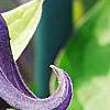 Clematis integrifolia, flowers