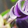 Clematis integrifolia, flowers